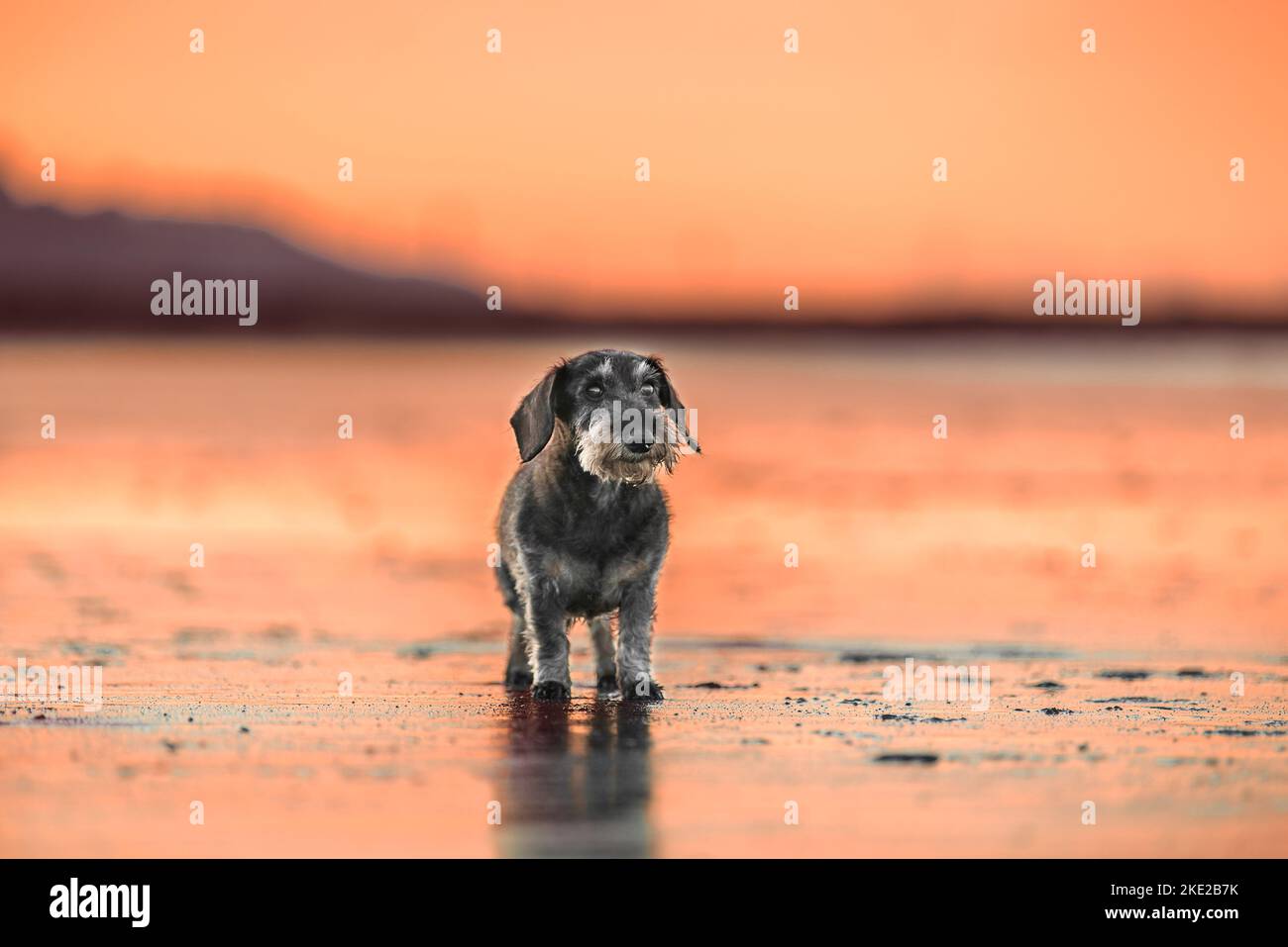 Dachshund at the beach Stock Photo Alamy