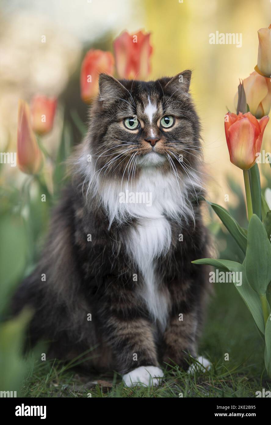 Norwegian Forest Cat Stock Photo Alamy