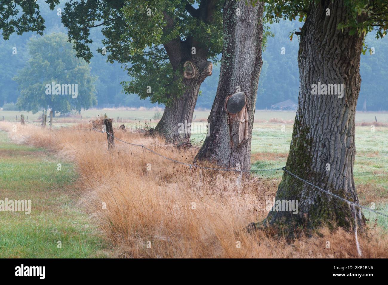 Foggy September morning by the three oaks in the pasture. Stock Photo