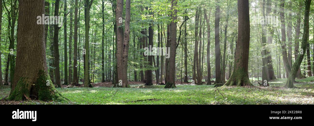 An idyllic clearing in the middle of the forest, a place that not only invites you to linger, it is also an important habitat for light-loving plants. Stock Photo