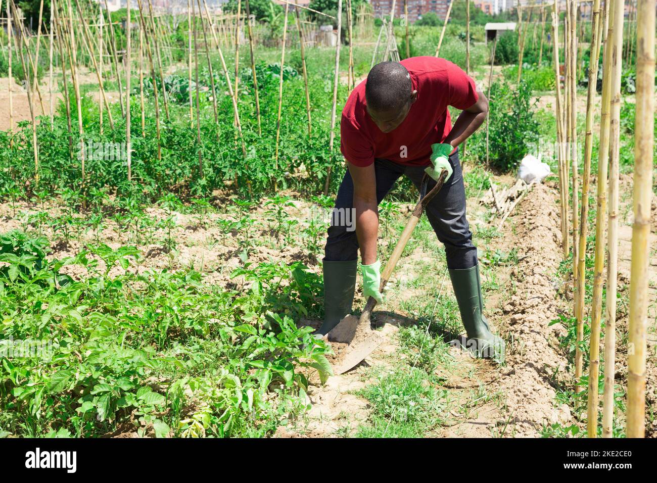 Portrait african american horticulturist gardener hi-res stock ...