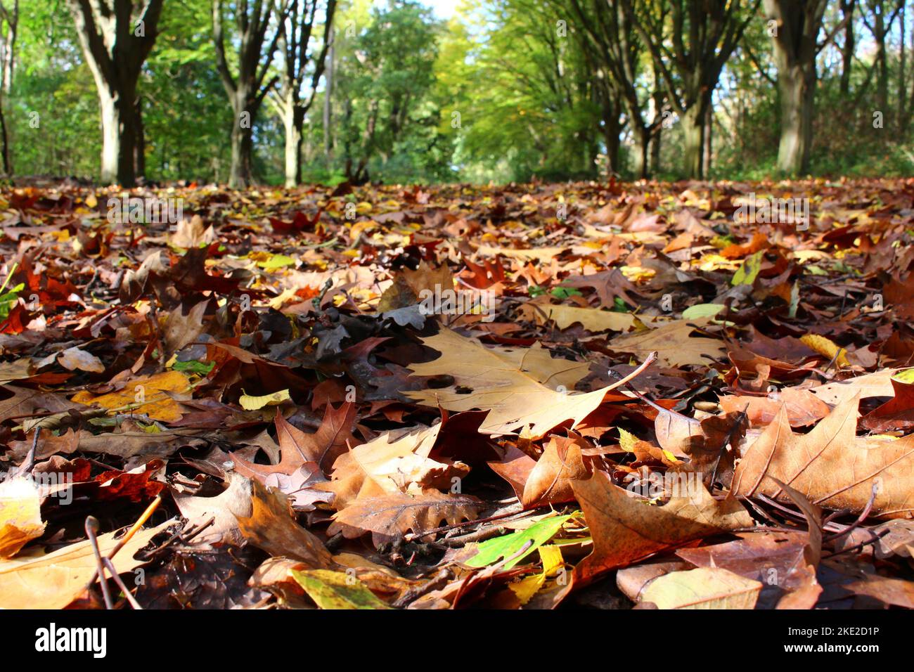 Autumn screensaver sale