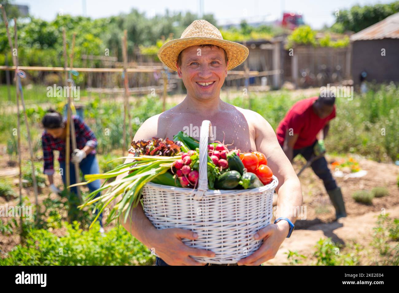Mature man gardener holding basket with harvest of fresh vegetables ...