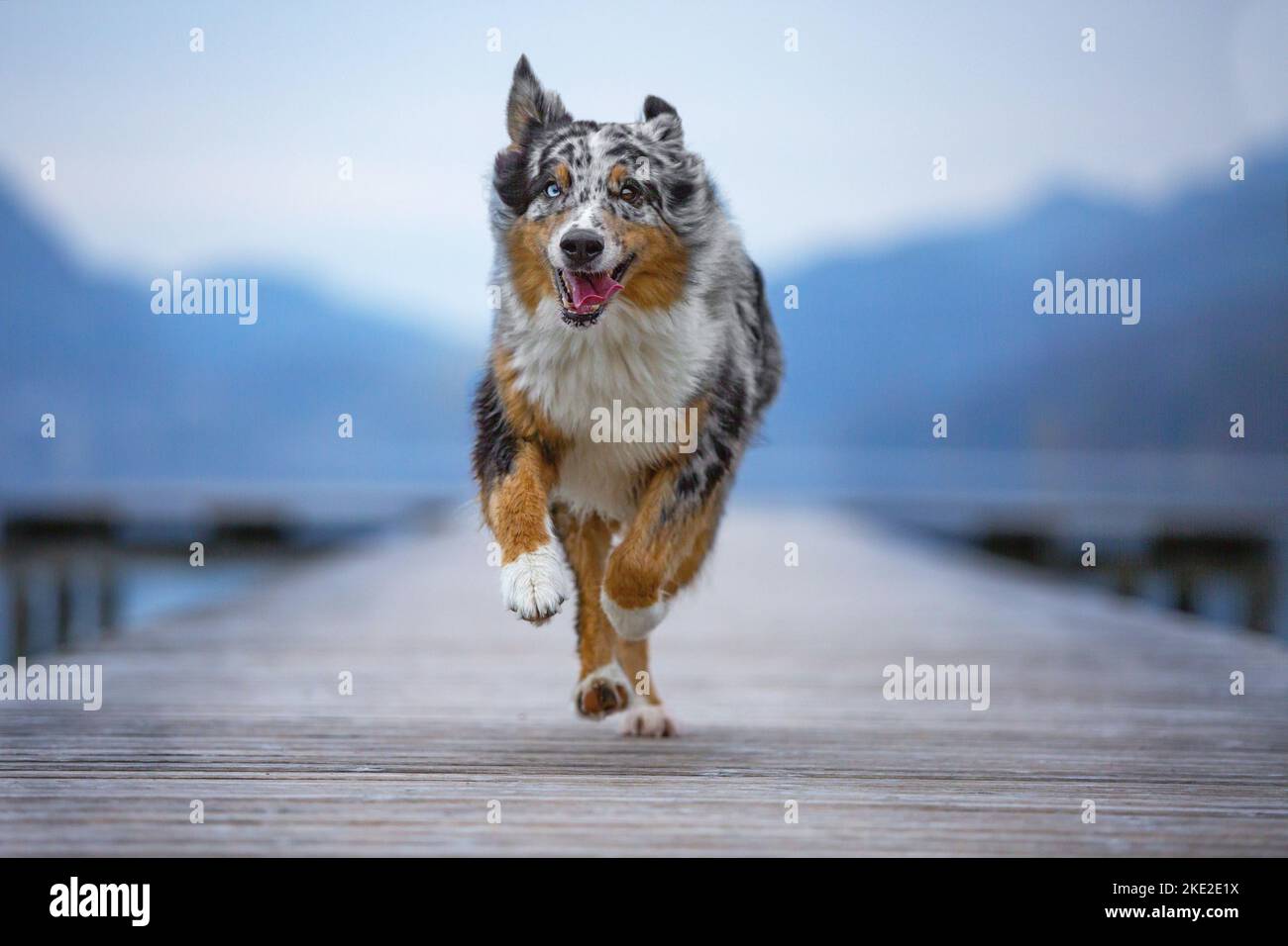 running Australian Shepherd Stock Photo Alamy