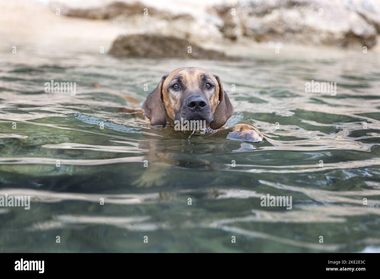 swimming Rhodesian Ridgeback Stock Photo Alamy