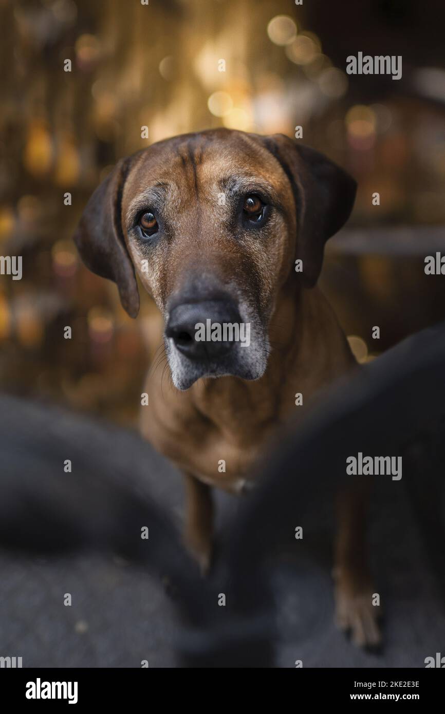 Rhodesian ridgeback senior hi-res stock photography and images - Alamy