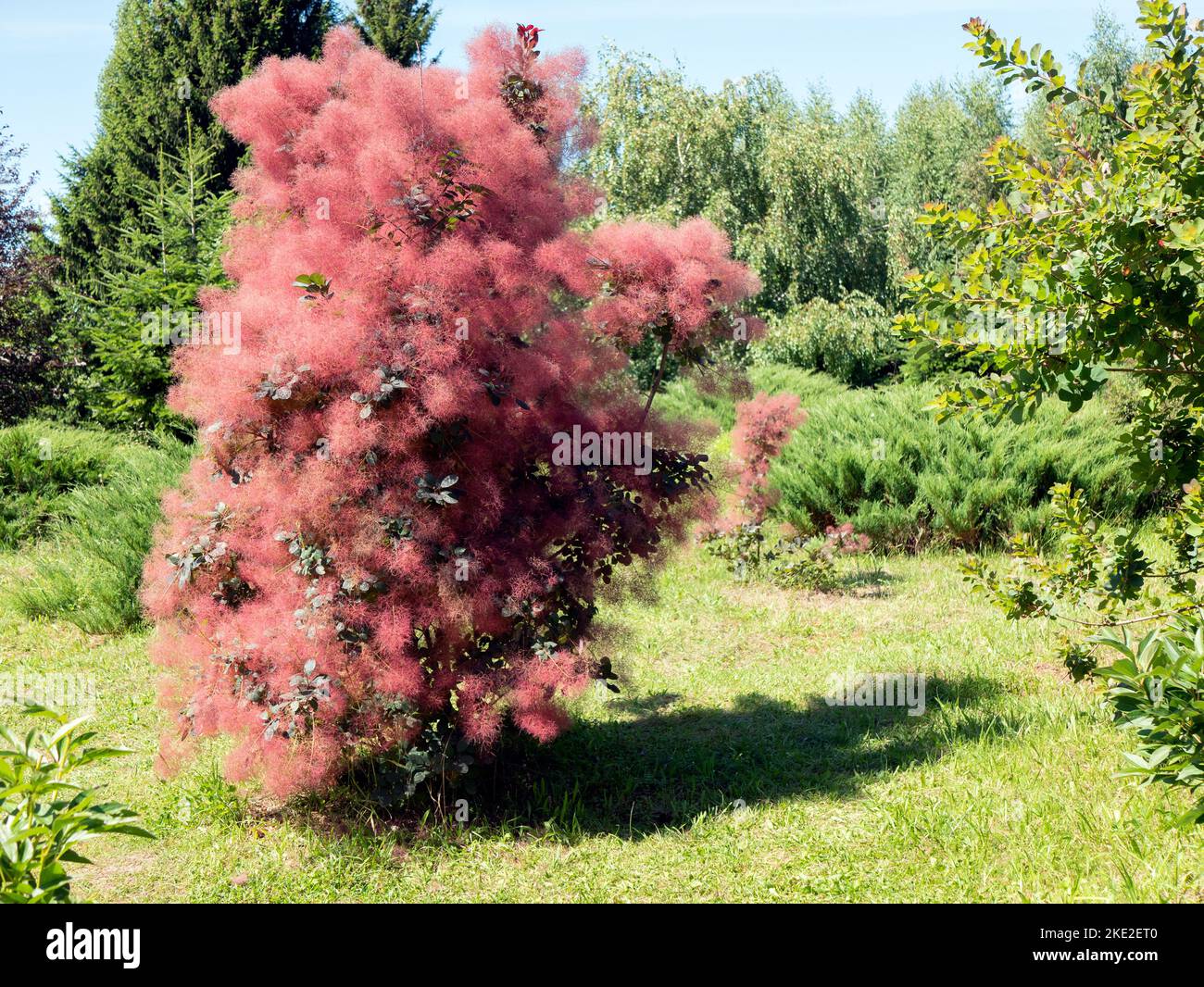 Shrub of red Scumpia tree with feathery appearance in the botanical garden, selective focus Stock Photo