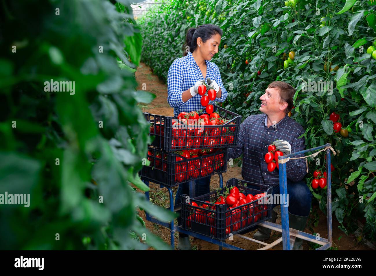 Biracial farmer couple harvesting red tomatoes in greenhouse Stock ...