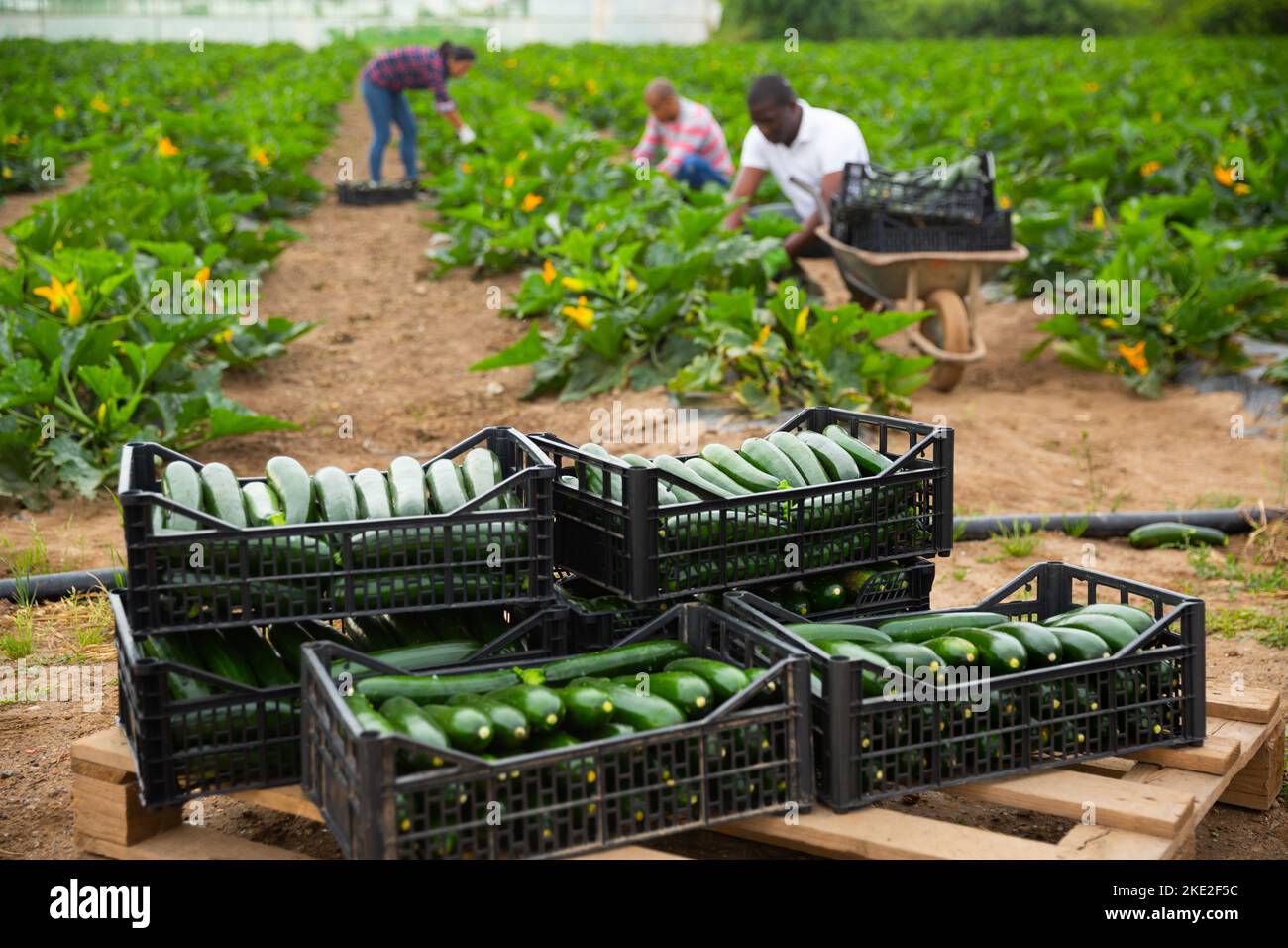 Green courgettes in boxes on background with farmworkers Stock Photo ...