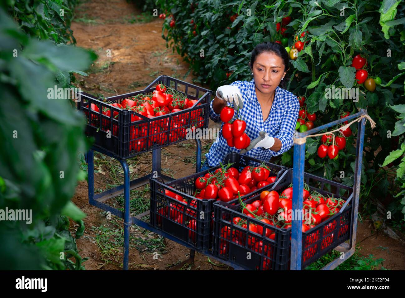 Female latino farmer puts red tomatoes in plastic box for sale Stock ...