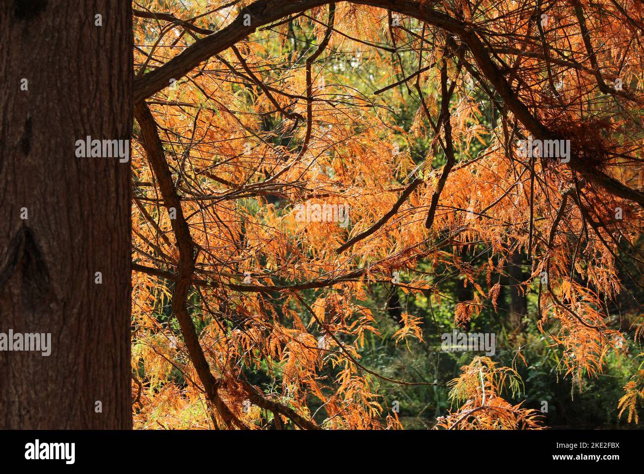 Fall or autumn in The Woodland Gardens, Bushy Park, Hampton Stock Photo