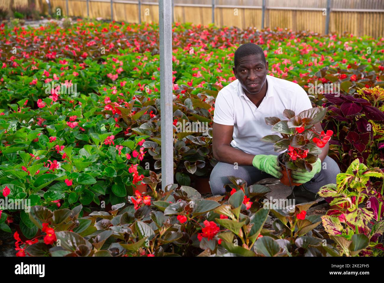 Male African American florist examining begonia seedlings Stock Photo