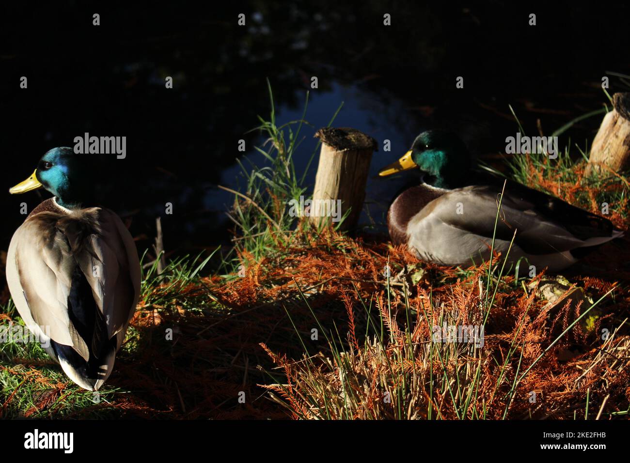 Mallard ducks chilling beside a pond in autumn in the late afternoon. Skeptical animals look quizzingly at camera. Concept for skeptical, best friend Stock Photo