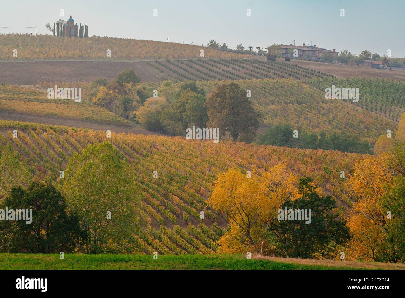Colli piacentini hills in Italy. Vineyards in autumn Stock Photo