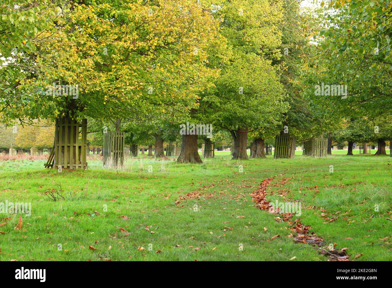 Autumn in the park. Path through green grass in park with autumnal deciduous trees whose leaves are changing. Calm fall nature landscape for walking Stock Photo