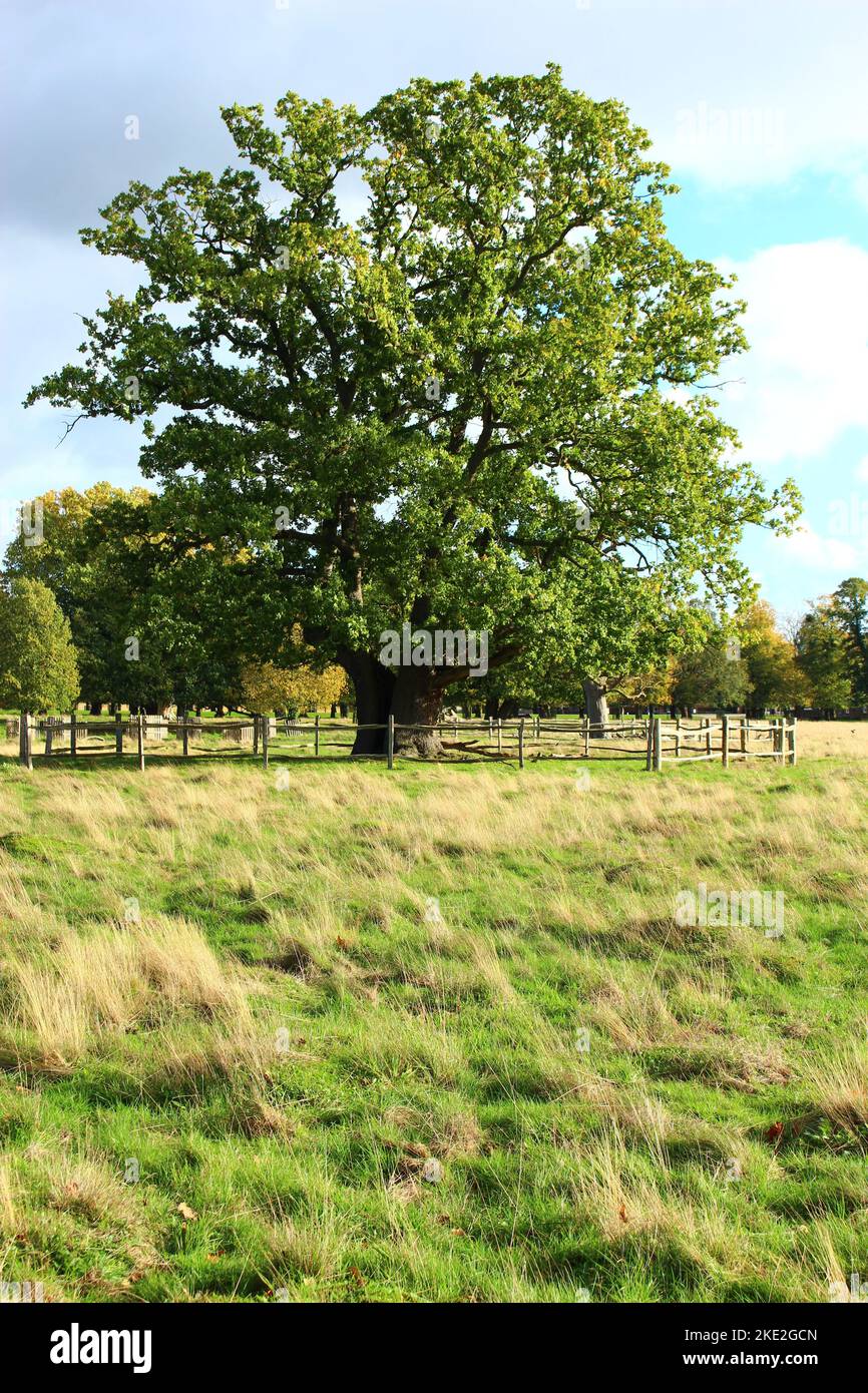 Solo lush oak tree with meadow grass below with copy space. Green, natural England landscape countryside background Stock Photo