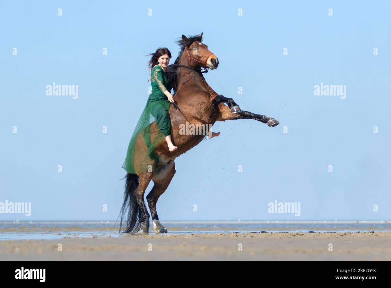 woman and German Riding Pony Stock Photo