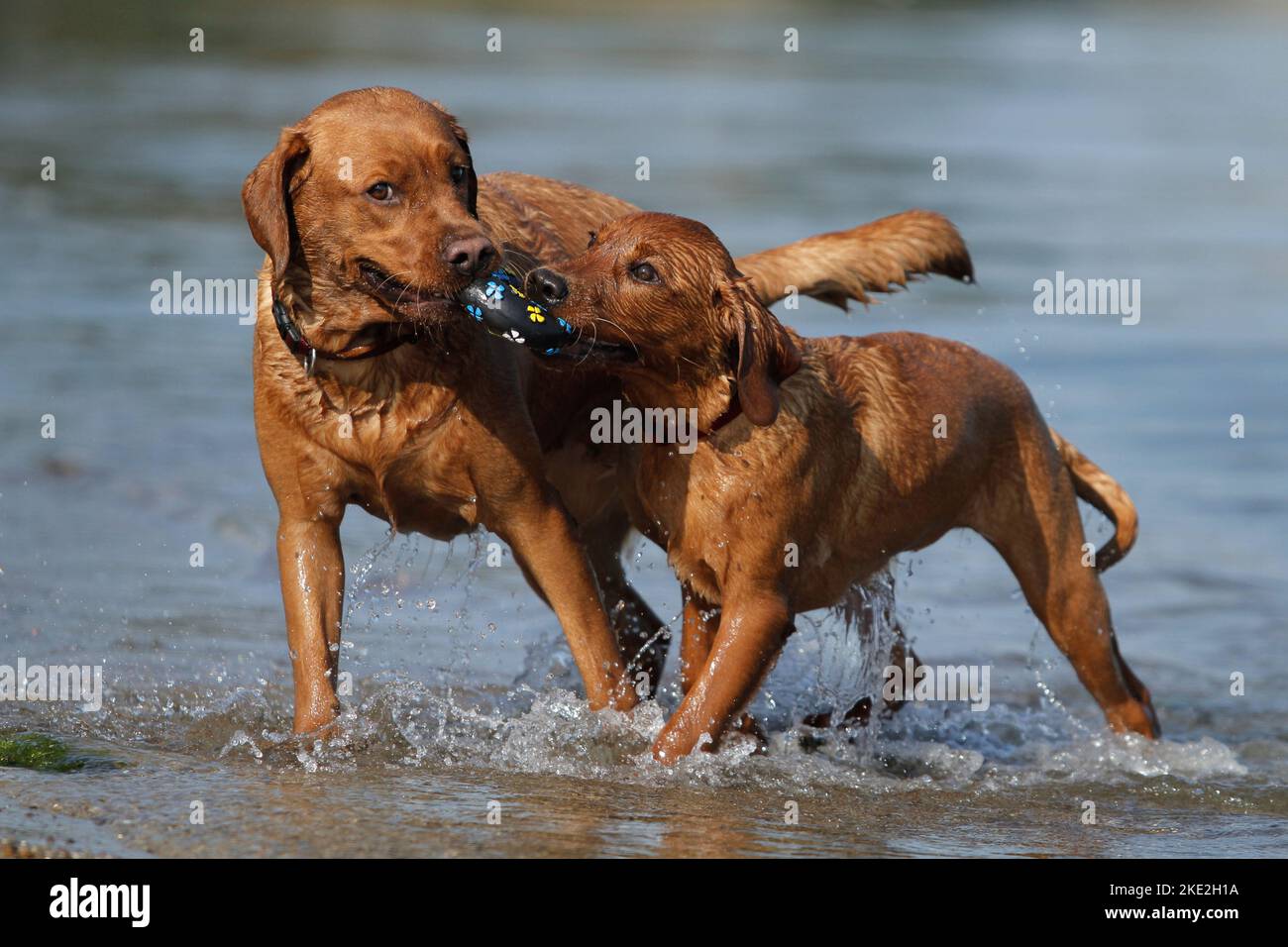 2 Labrador Retriever Stock Photo