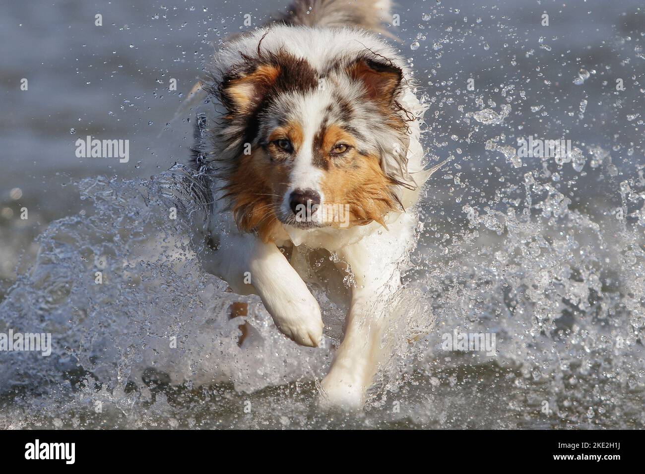 running Australian Shepherd Stock Photo Alamy