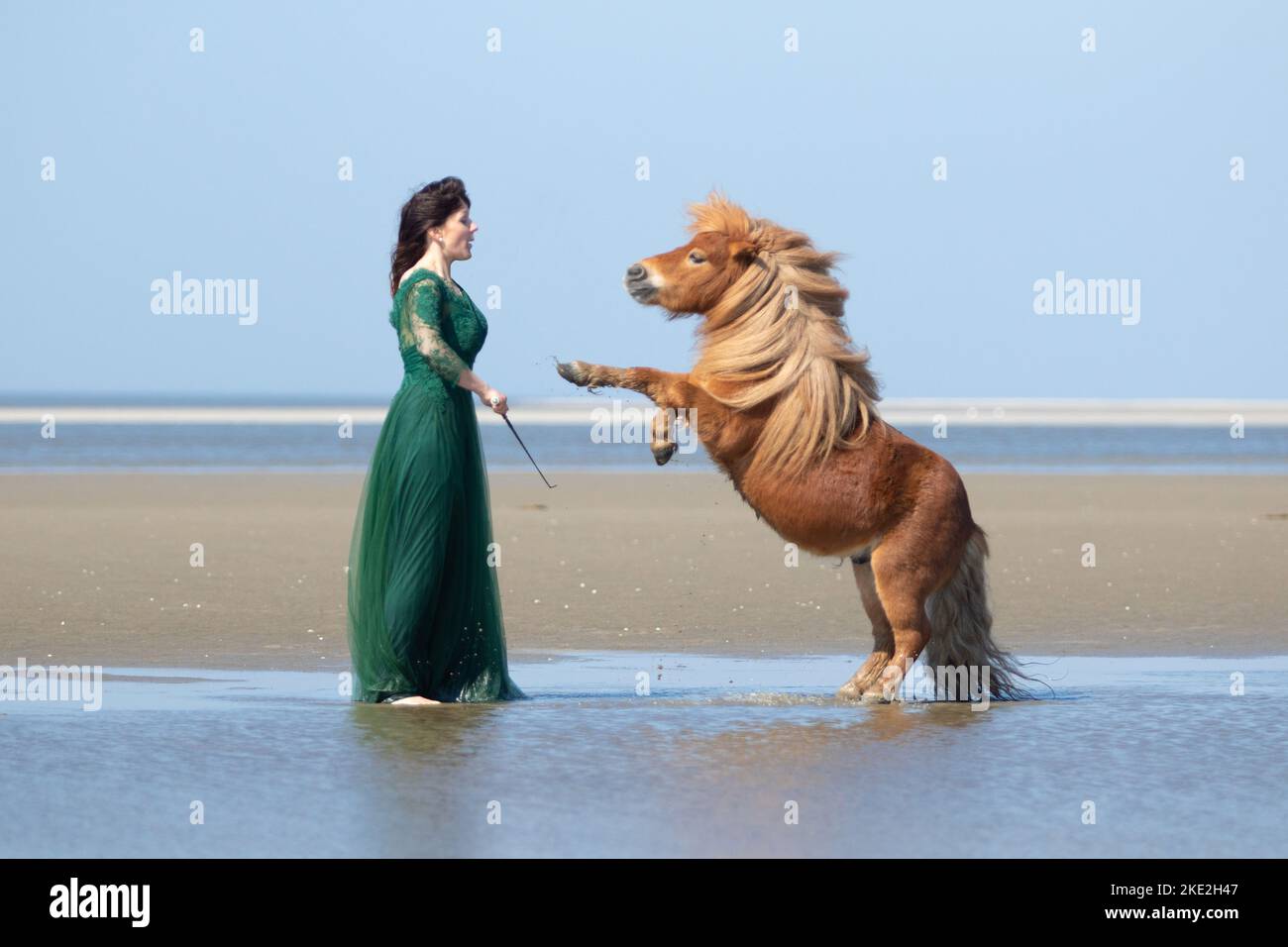 woman and Shetland Pony Stock Photo