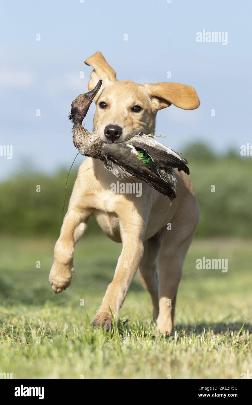 young Labrador Retriever Stock Photo Alamy