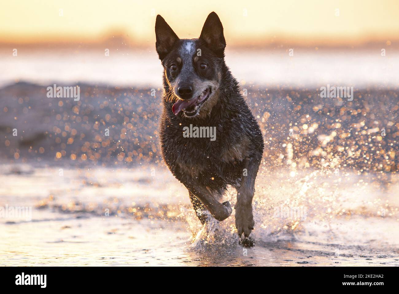 running Australian Cattle Dog Stock Photo Alamy