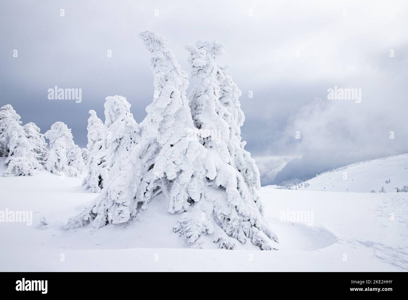magical frozen winter landscape with snow covered fir trees Stock Photo ...