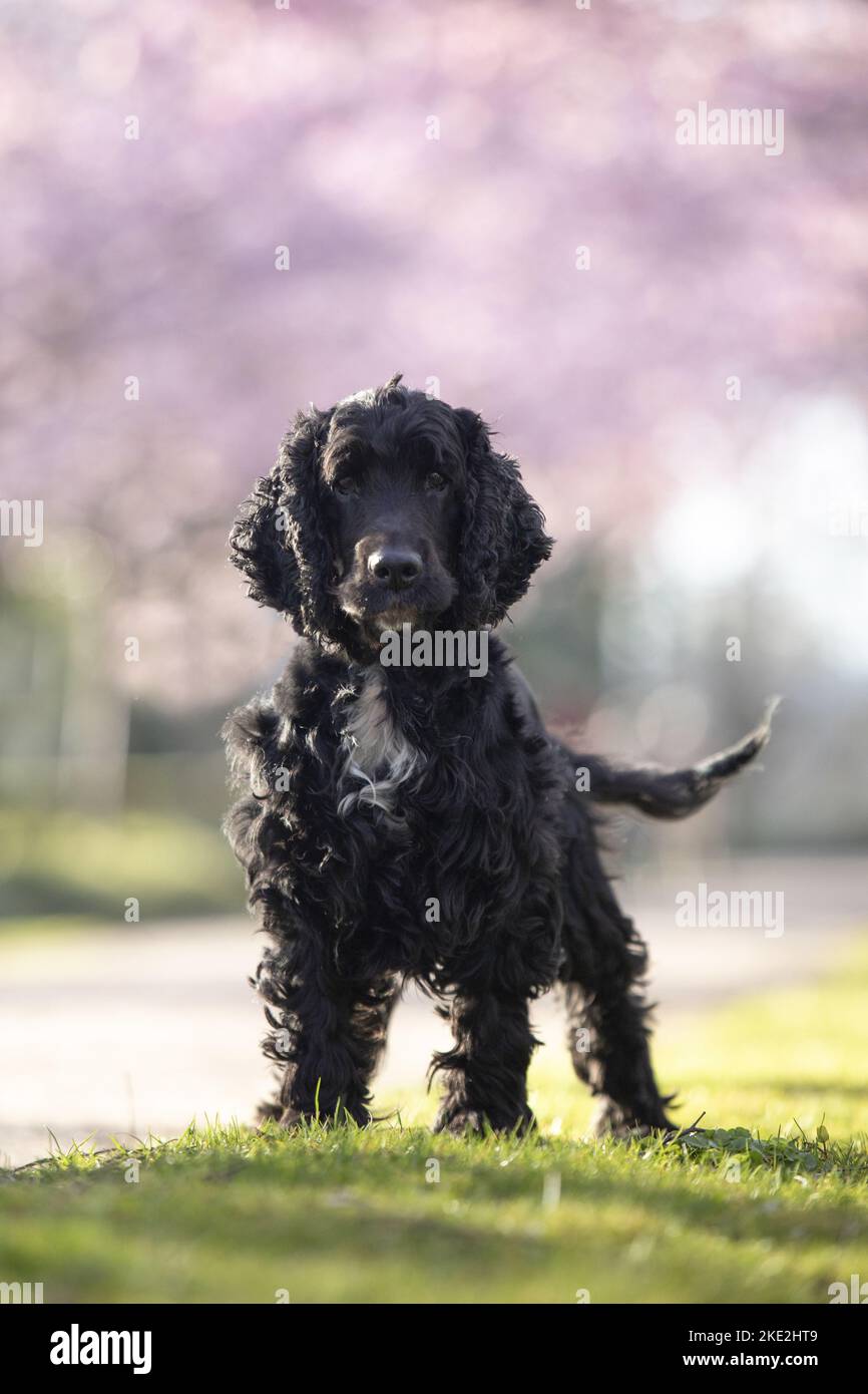 black English Cocker Spaniel Stock Photo