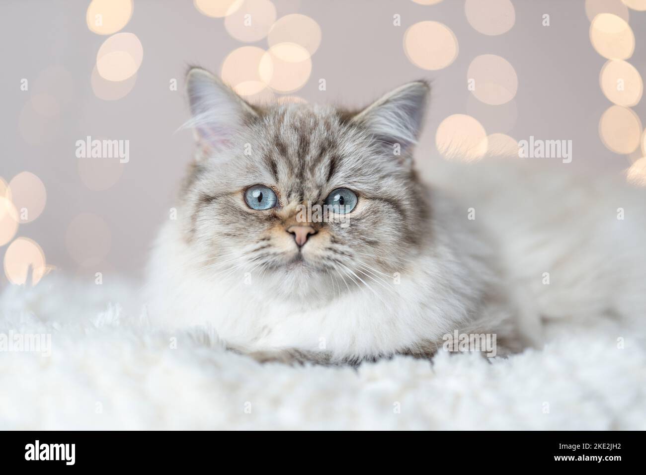 Sacred-Birman-Cross at studio Stock Photo - Alamy