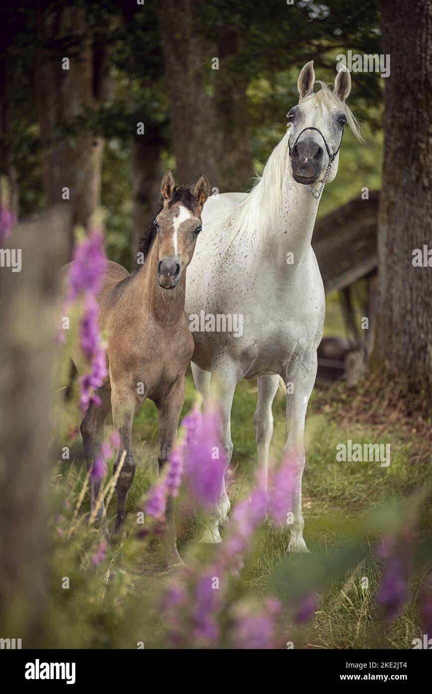 Two arabian horses young hi-res stock photography and images - Alamy