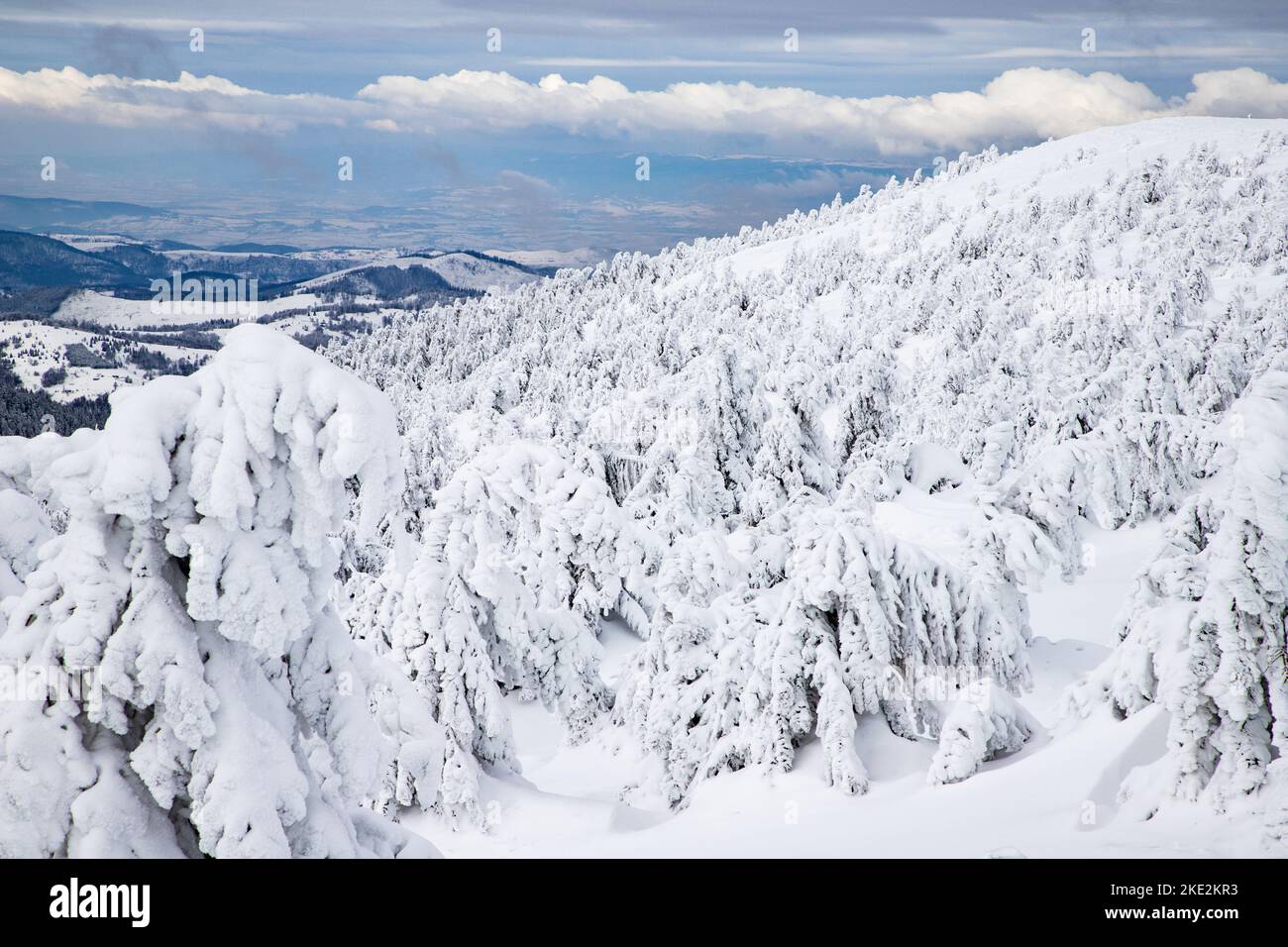 magical frozen winter landscape with snow covered fir trees Stock Photo ...