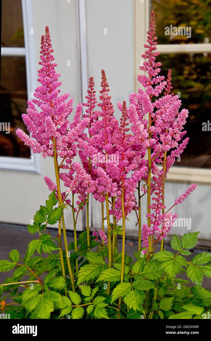 Pink astilbe flowers blooming in stalks of blooming spikes.  This plant is also known as false spirea or false Goat's beard and is in the Saxifragacea Stock Photo