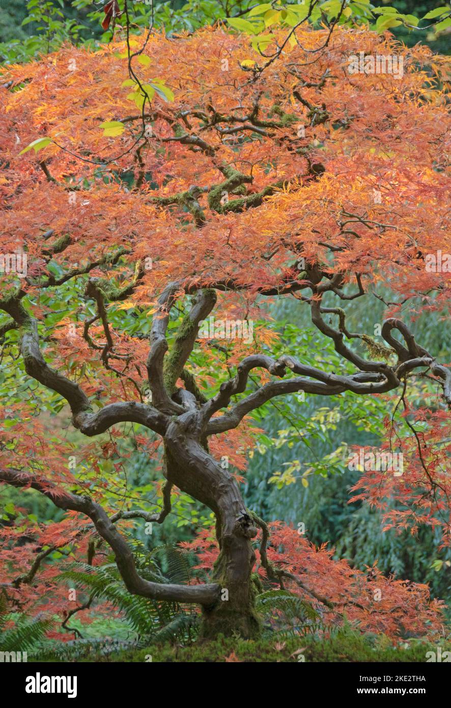 Japanese Maple (Acer palmatum) Fall color, Oregon Stock Photo