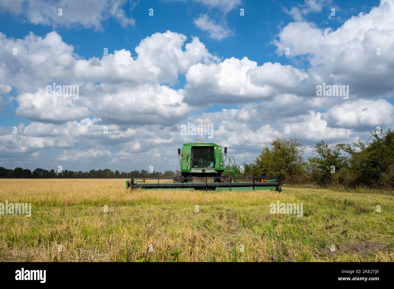 A farmer operating a John Deere combine harvesting rice in a rice field