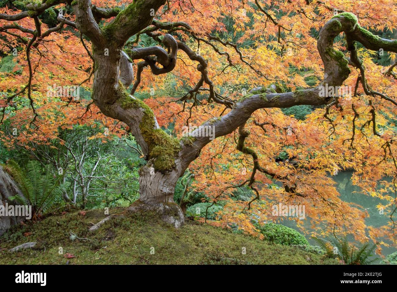 Japanese Maple tree (Acer palmatum) Autumn color, Portland, Oregon Stock Photo