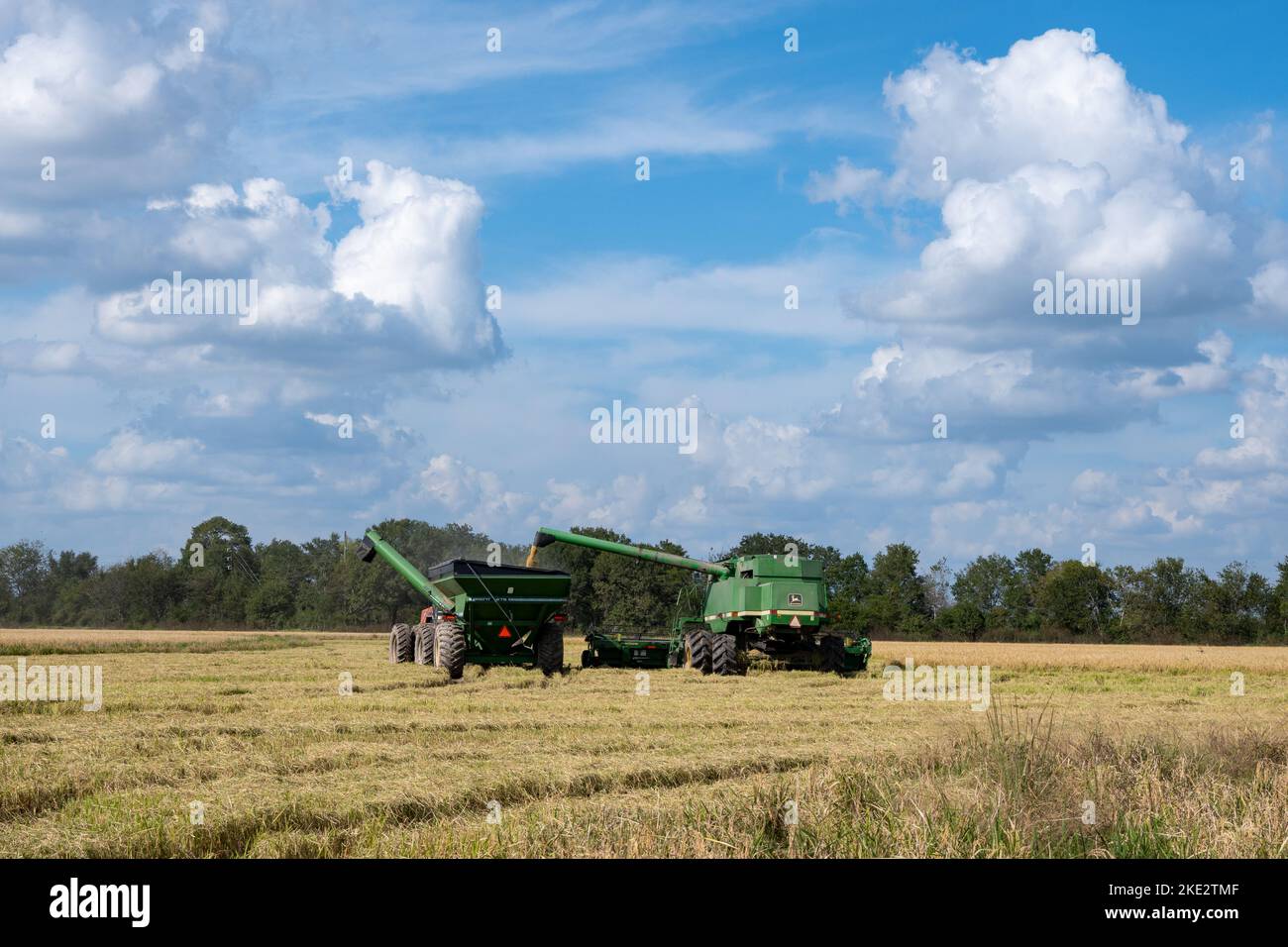 A farmer operating a John Deere combine harvesting rice in a rice field. Katy, Texas, USA. Stock Photo