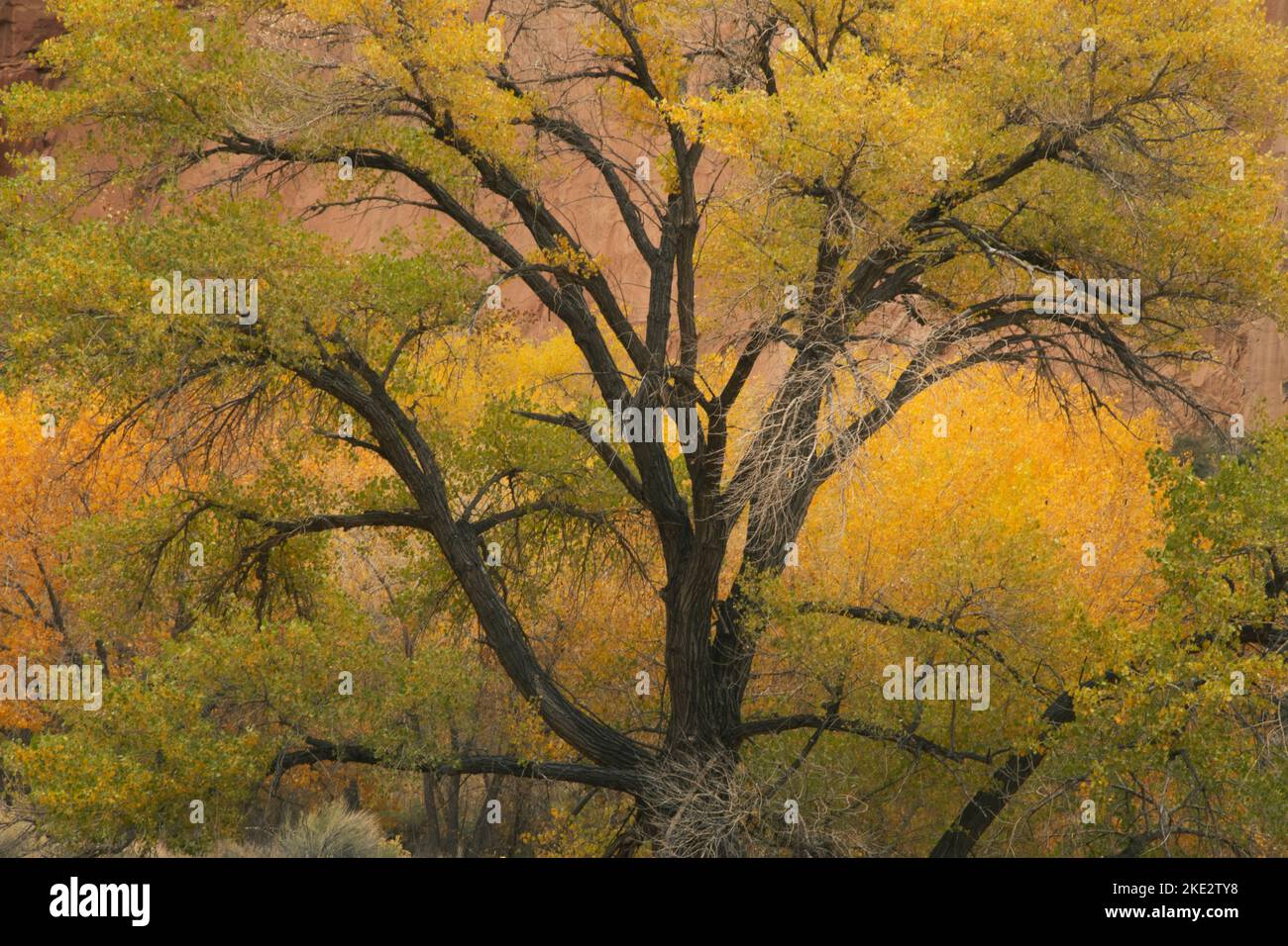 Cottonwood Tree in autumn, Capitol Reef National Park, Utah Stock Photo
