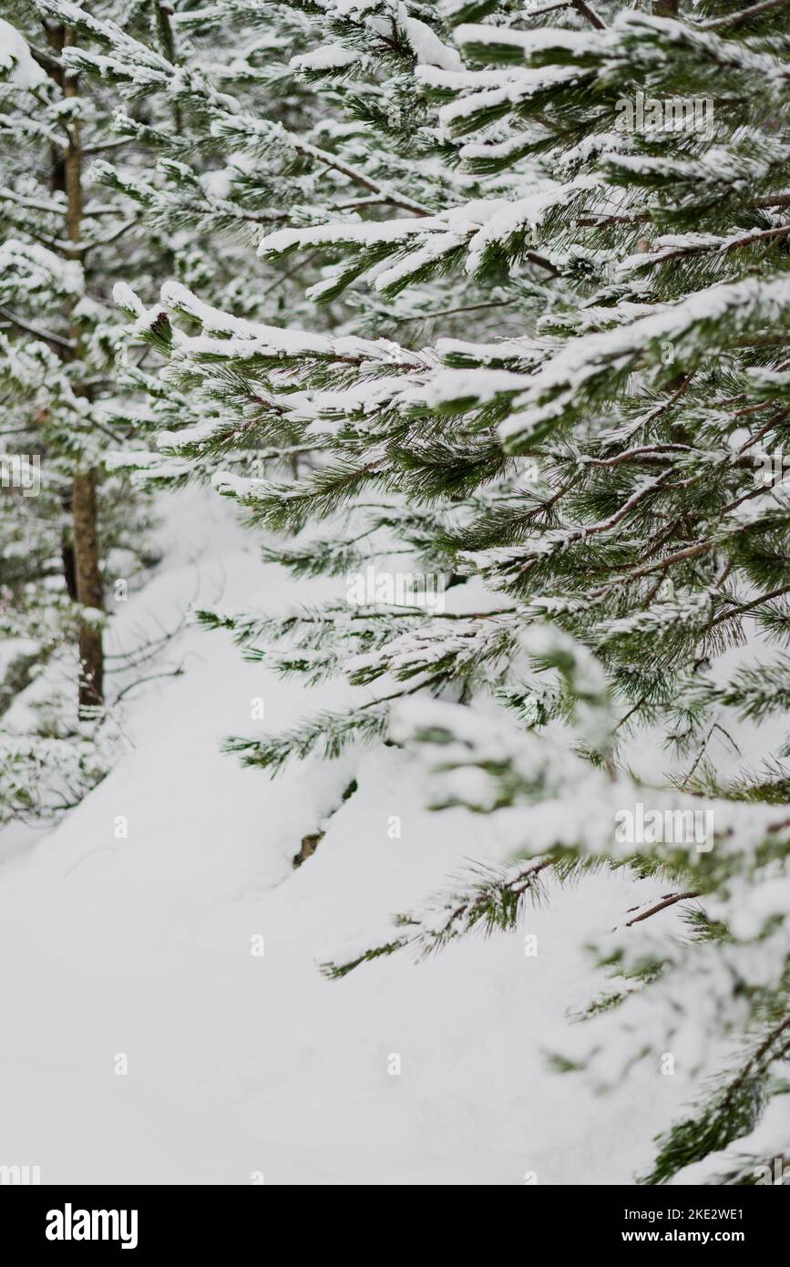 Snow covered trees, beautiful Bosnian mountain Prenj, Rujista.  Winter in Bosnia. Idyllic atmosphere. Stock Photo