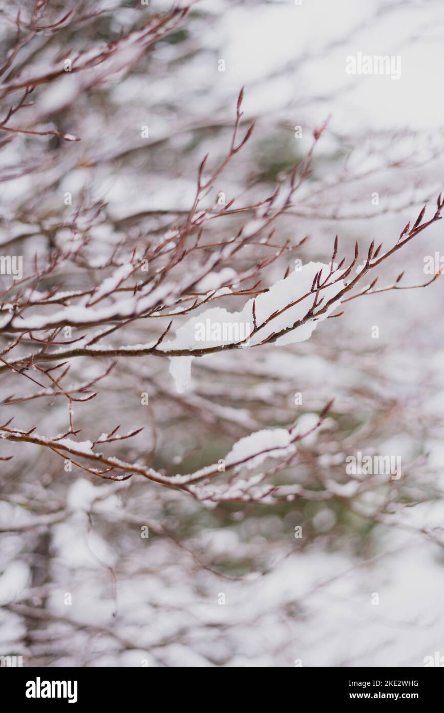 Snow covered trees, beautiful Bosnian mountain Prenj, Rujista.  Winter in Bosnia. Idyllic atmosphere. Stock Photo