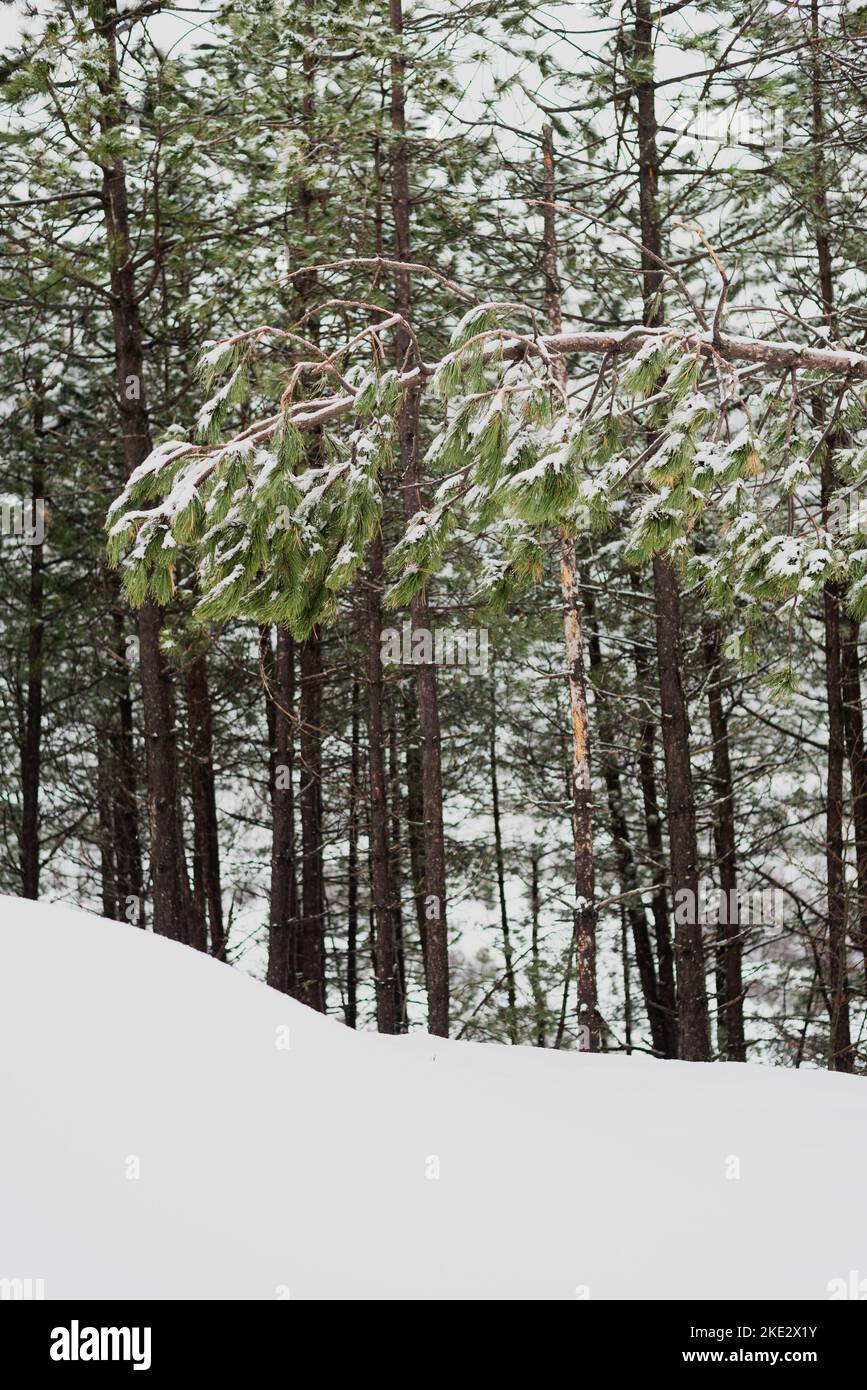 Snow covered trees, beautiful Bosnian mountain Prenj, Rujista.  Winter in Bosnia. Idyllic atmosphere. Stock Photo