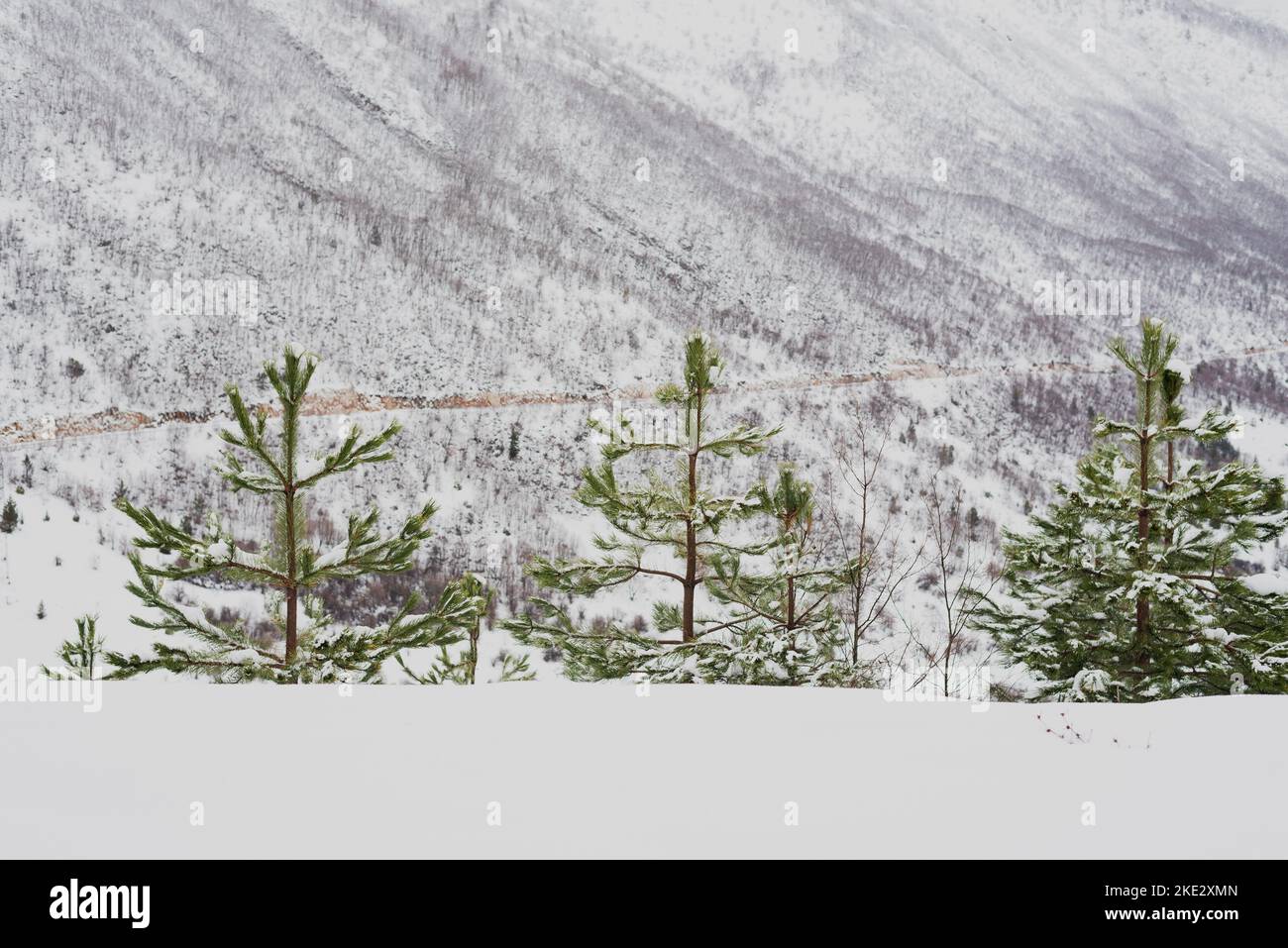 Snow covered trees, beautiful Bosnian mountain Prenj, Rujista.  Winter in Bosnia. Idyllic atmosphere. Stock Photo