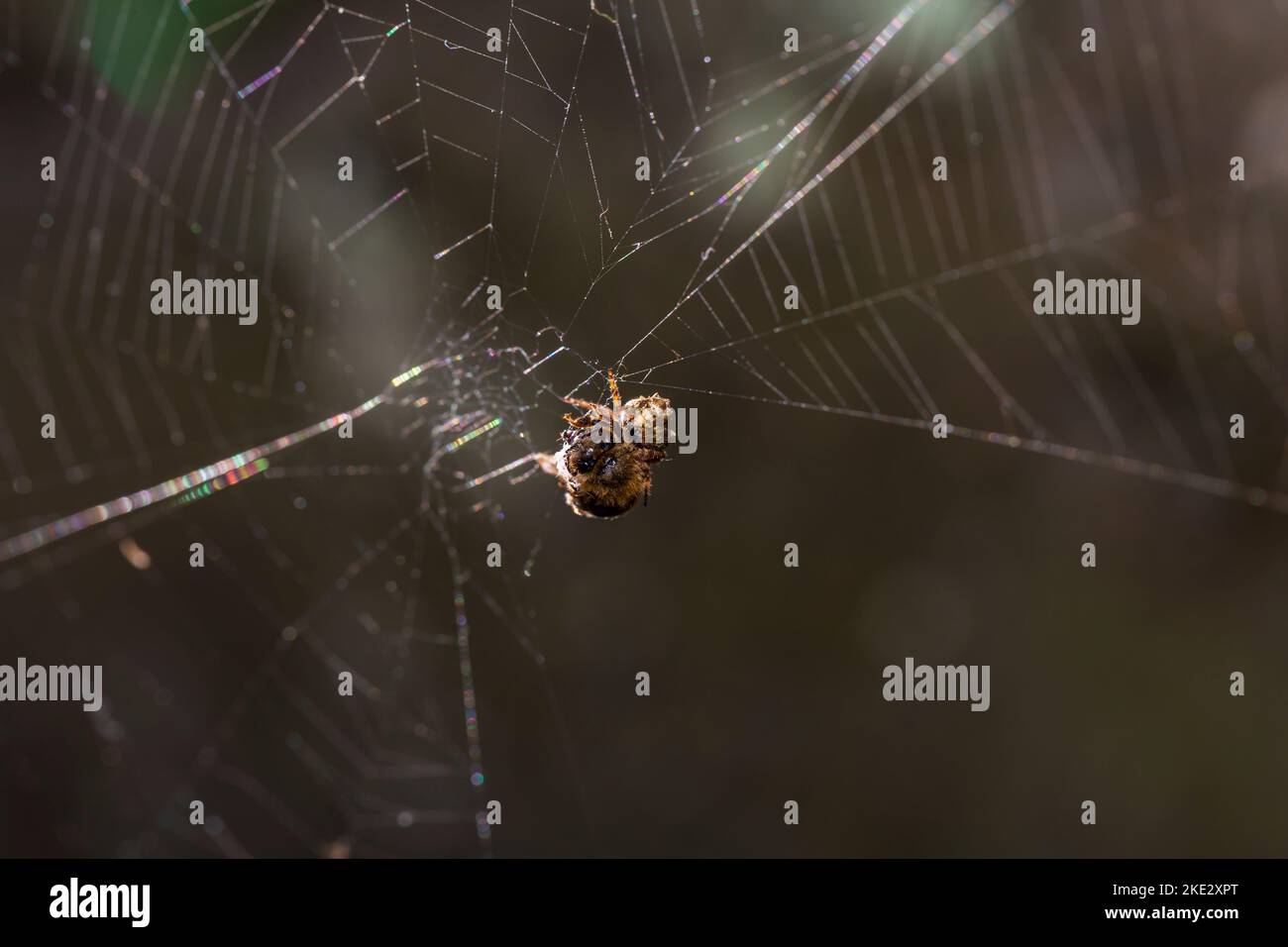 Spider hunting a bee hires stock photography and images Alamy