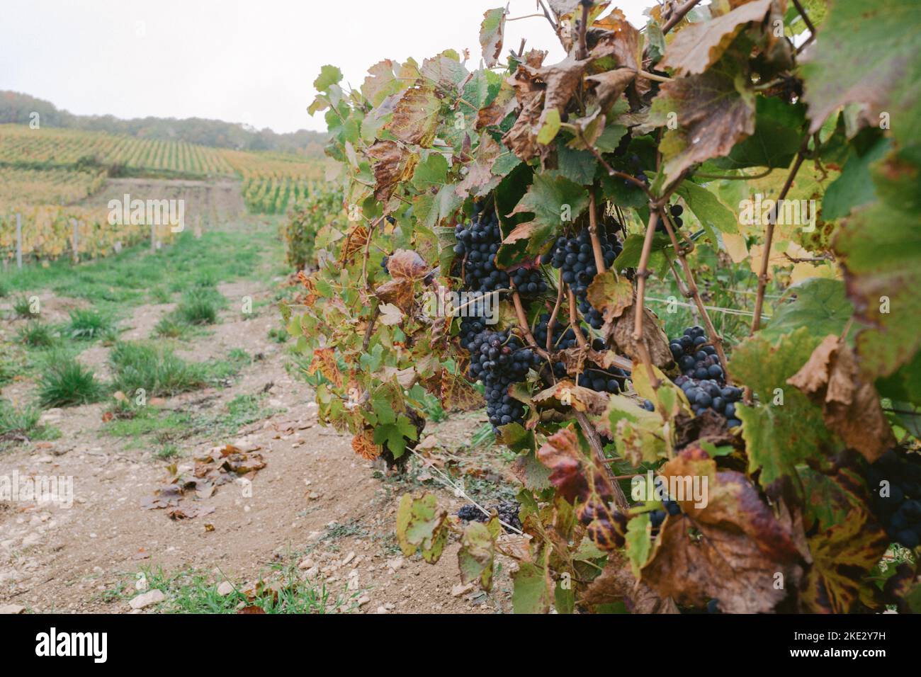 Pinot Meunier growing on the vines in Champagne, France. Stock Photo