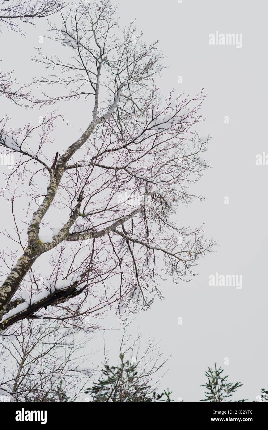 Snow covered trees, beautiful Bosnian mountain Prenj, Rujista.  Winter in Bosnia. Idyllic atmosphere. Stock Photo