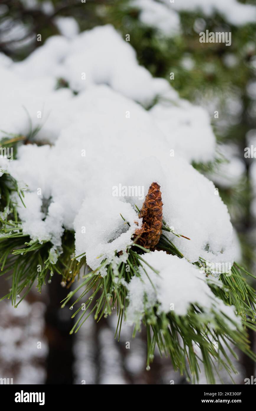 Snow covered trees, beautiful Bosnian mountain Prenj, Rujista.  Winter in Bosnia. Idyllic atmosphere. Stock Photo