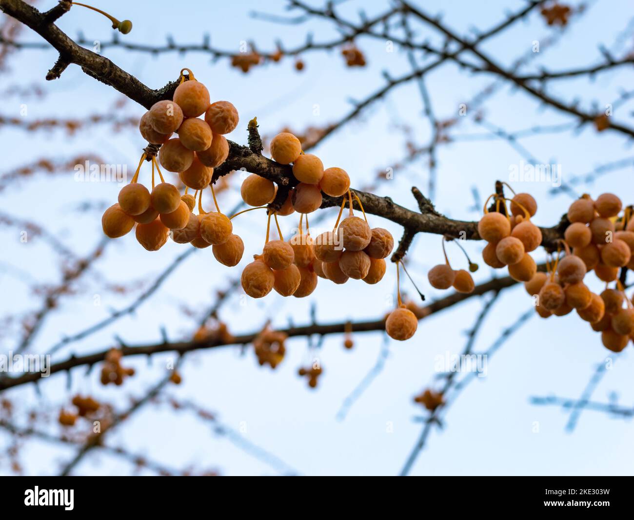 Fruits of a Ginkgo tree are ripe and hanging on a thin twig. Close-up of the orange nuts from a plant in Germany. Looking up to the branch. Stock Photo