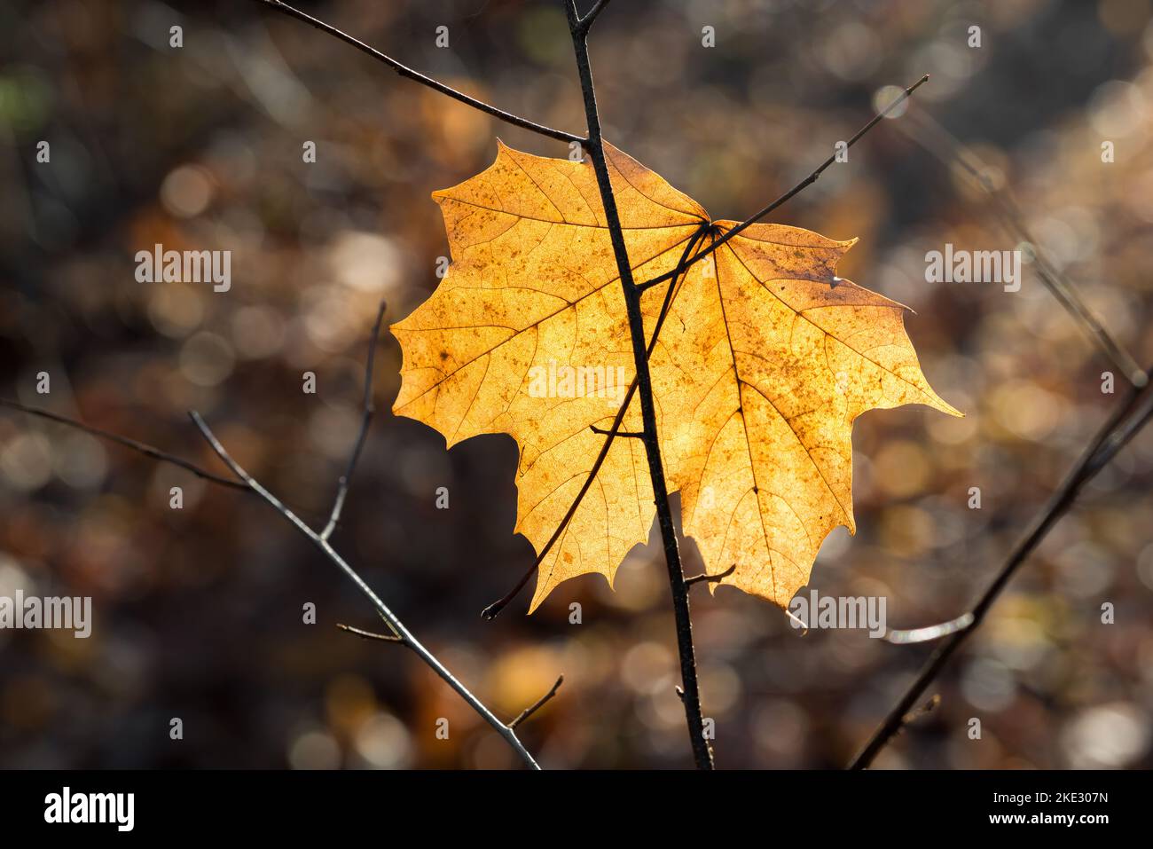fall golden maple leaf  closeup selective focus Stock Photo