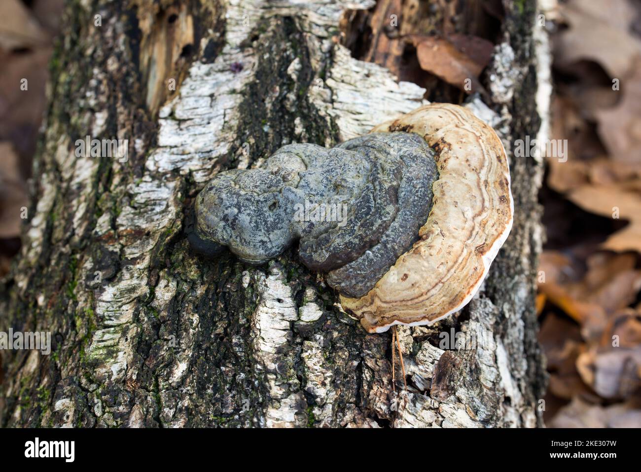 polypore fungus on fallen birch tree trunk Stock Photo