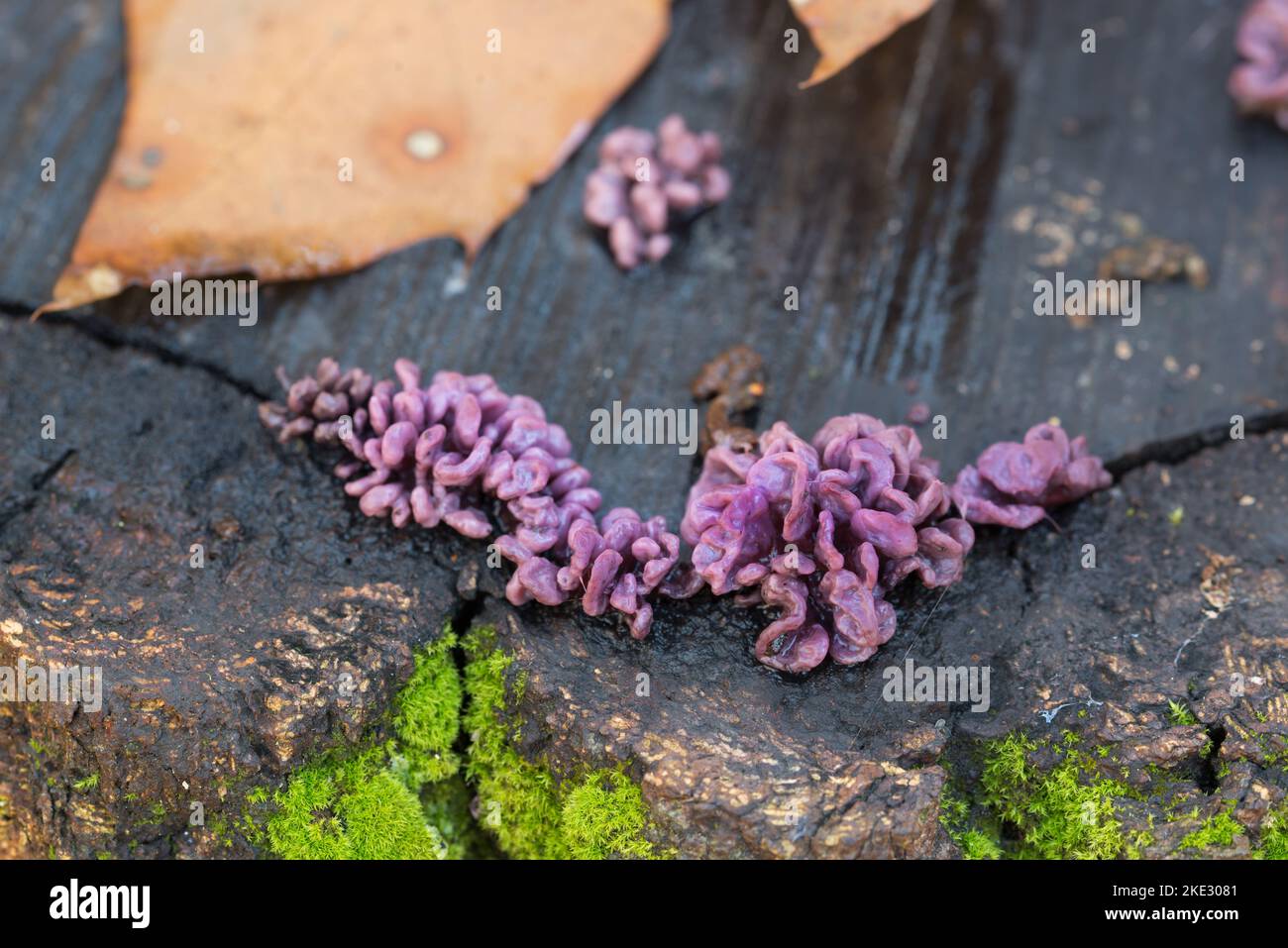 Purple Silverleaf Fungus Chondrostereum Purpureum on  cut tree closeup selective focus Stock Photo