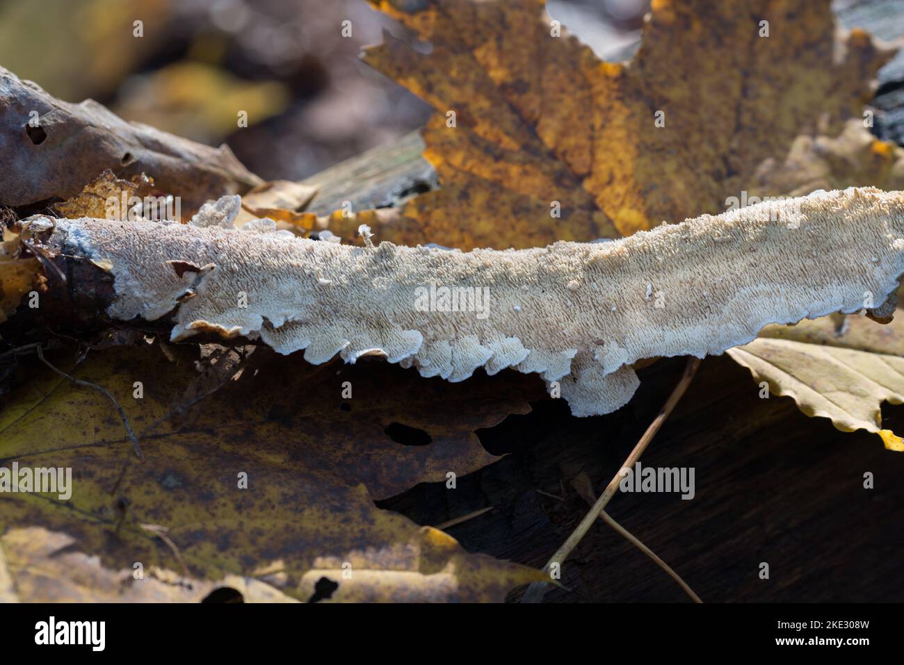 Wite Irpex lacteus,  crust fungus on fallen tree closeup selective focus Stock Photo